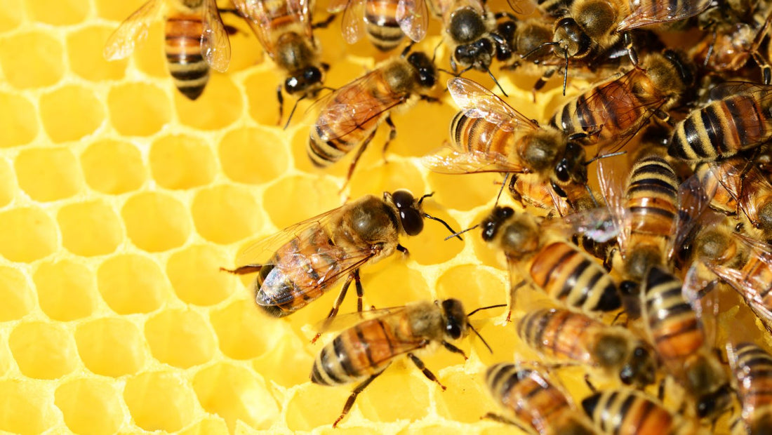 Bienengift in der Kosmetik - natur pur