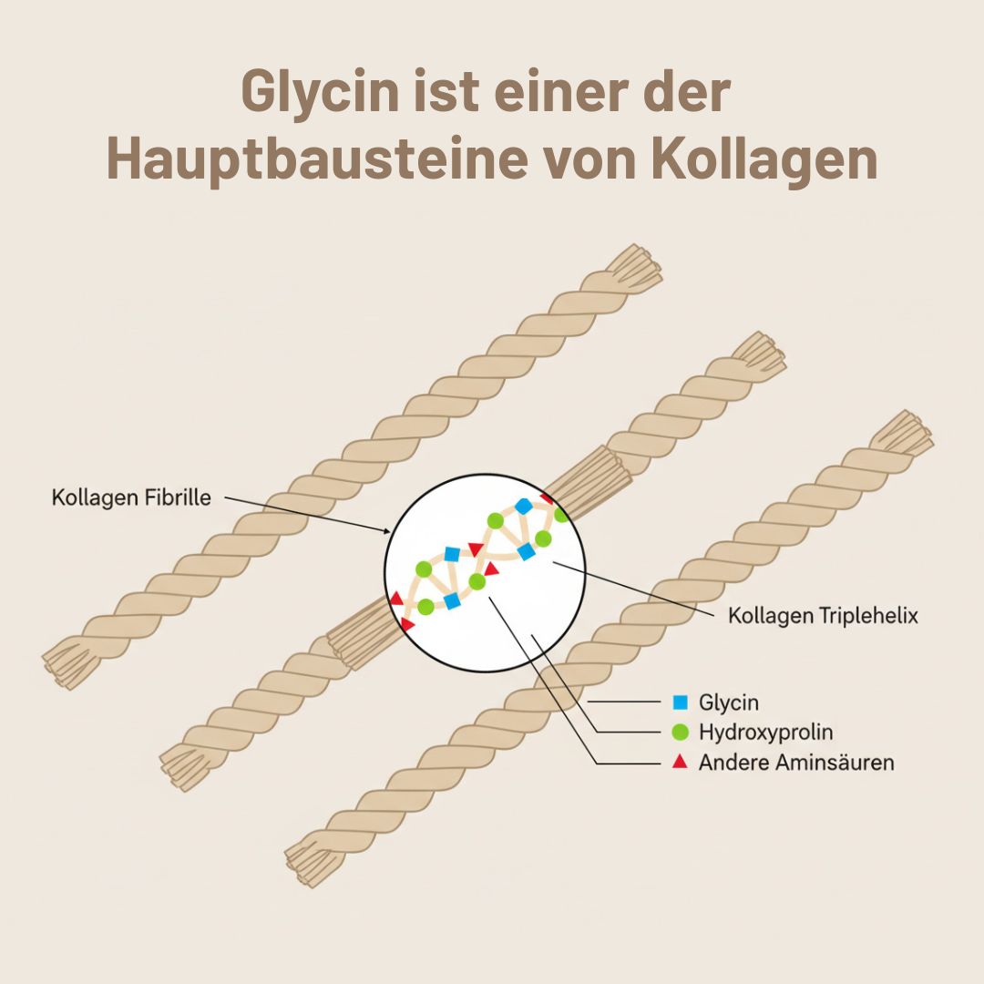 Diagramm der Kollagenstruktur mit beschrifteten Fibrillen und Dreifachhelix. Farbige Symbole markieren Glycin (blaues Quadrat), Hydroxyprolin (grüner Kreis), andere Aminosäuren (rotes Dreieck). Der deutsche Text erklärt die Rolle des Glycins. Zugehöriges Produkt: medigevity - medi Glycin Pulver.